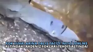 Fok Yuvalarına Dalış Tacizi: Nesli Tehlike Altındaki Akdeniz Fokları Tehdit Altında!