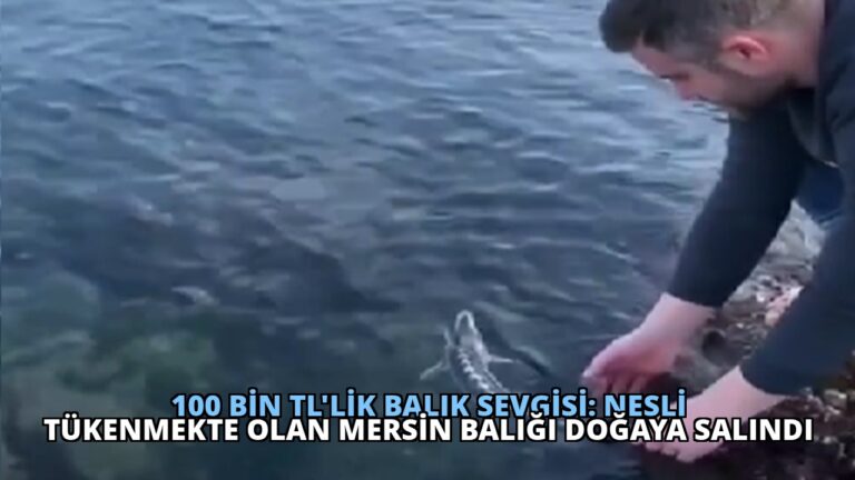 100 Bin TL’lik Balık Sevgisi: Nesli Tükenmekte Olan Mersin Balığı Doğaya Salındı
