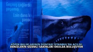 Köpek Balıklarının Dünyası İstanbul’da Açıldı: Denizlerin Gizemli Sakinleri Okulda Buluşuyor