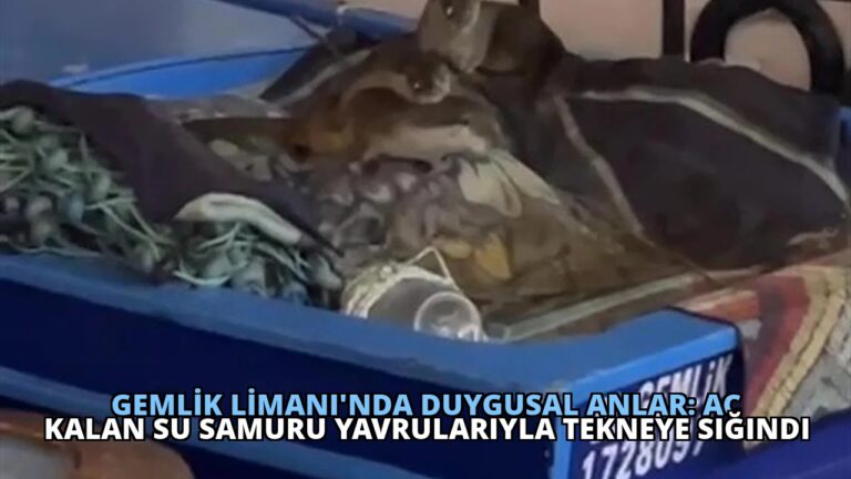 Gemlik Limanı’nda Duygusal Anlar: Aç Kalan Su Samuru Yavrularıyla Tekneye Sığındı